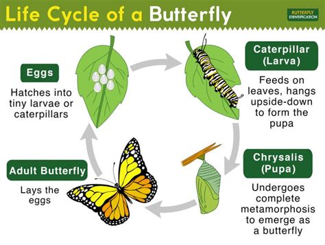  Growing Wings: A Metamorphosis - Unveiling the Butterfly Within Through Poetic Prose and Thought-Provoking Insights